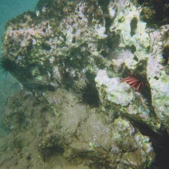 Makena Landing - A final dive under the surface at Makena Landing revelead numerous long-spined sea urchins and a gorgeous red slate pencil urchin. - Beaches Near Me - Kihei, Hawaii Makena Landing - A final dive under the surface at Makena Landing revelead numerous long-spined sea urchins and a gorgeous red slate pencil urchin. - Beaches Near Me - Kihei, Hawaii