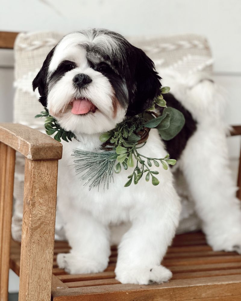 NAMASTE GROOMED PET GROOMING Updated September 2024 44 Photos & 15