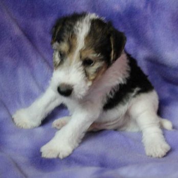 Thomas Kennel - Wire Fox Terriers !! non shed hypo allergenic kid friendly 20-24 lbs - Pet Stores Near Me - Ulman, Missouri Thomas Kennel - Wire Fox Terriers !! non shed hypo allergenic kid friendly 20-24 lbs - Pet Stores Near Me - Ulman, Missouri