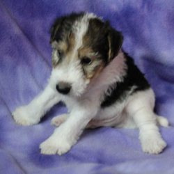 Wire Fox Terriers !! non shed hypo allergenic kid friendly 20-24 lbs