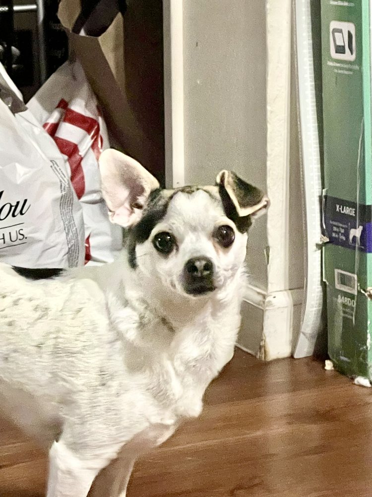 Felanie’s Wagging Fun - pet boarding facility in Sacramento, CA