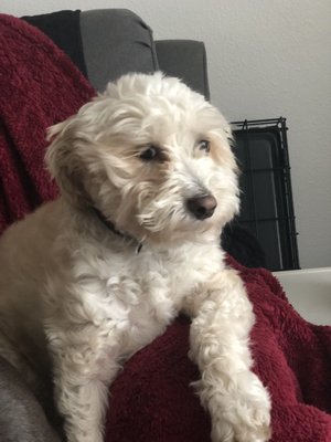 Hair Of The Dog Wash and Groom by null