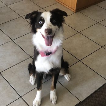 K-9 Kastle - LuLu my Australian Shepherd looks and smells good - Pet Groomers Near Me - Buena Park, California K-9 Kastle - LuLu my Australian Shepherd looks and smells good - Pet Groomers Near Me - Buena Park, California