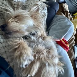 RB Pet Sitting