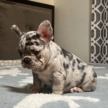 Cali Pet Club - Pet Breeders Near Me - Hesperia , California Cali Pet Club - Pet Breeders Near Me - Hesperia , California
