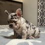 Photo of Cali Pet Club