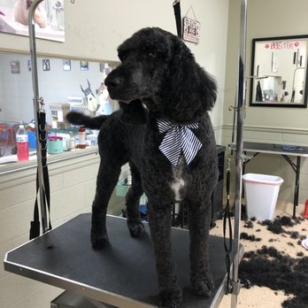 Posh Pets - Pet Groomers Near Me - Richfield, Utah