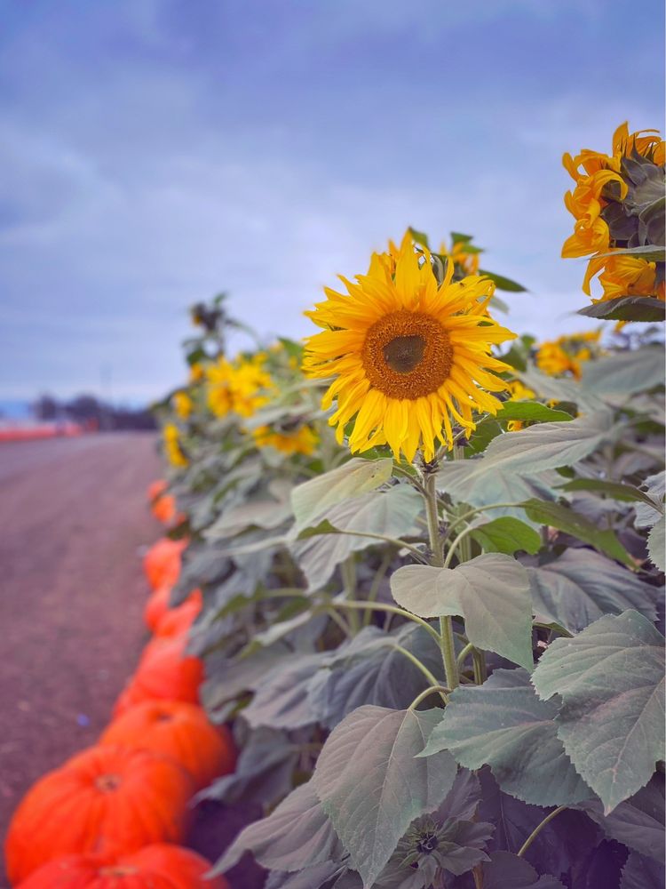 BORCHARD FARMS 186 Photos & 56 Reviews 142 Rodgers Rd, Salinas, CA