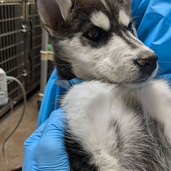 Harris County Pets - Mikasa last day - Veterinarians Near Me - Houston, Texas Harris County Pets - Mikasa last day - Veterinarians Near Me - Houston, Texas