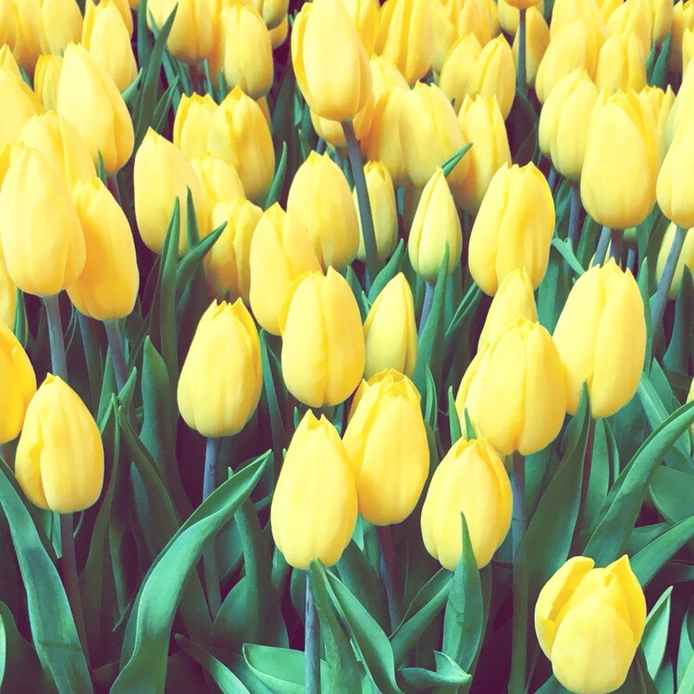 Short Pump Town Center - Fundraiser selling fresh tulips. $1/stem - Shopping Centers Near Me - Richmond, Virginia