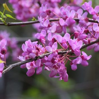 Freedom Tree Care - Redbud flowers - Tree Services Near Me Freedom Tree Care - Redbud flowers - Tree Services Near Me