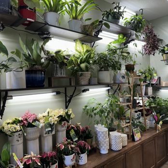 Styled Stems - A collection of potted plants arranged on wall-mounted shelves and a wooden cabinet, illuminated by fluorescent lighting. - Gift Shops Near Me - Maple Grove, Minnesota