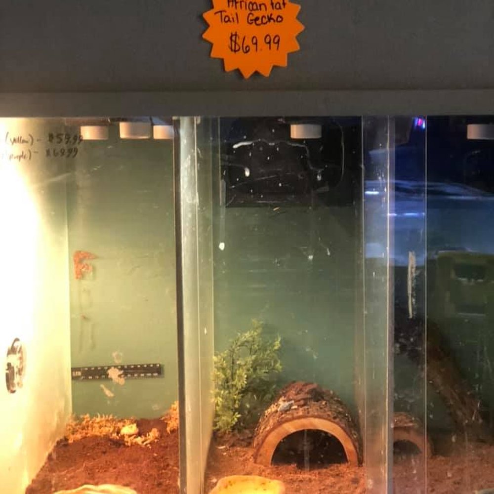 Pets Plus Natural - Middle container: cohab leo and fat tail - too small a container for even ONE of them let alone both - Pet Stores Near Me - Delran, New Jersey Pets Plus Natural - Middle container: cohab leo and fat tail - too small a container for even ONE of them let alone both - Pet Stores Near Me - Delran, New Jersey