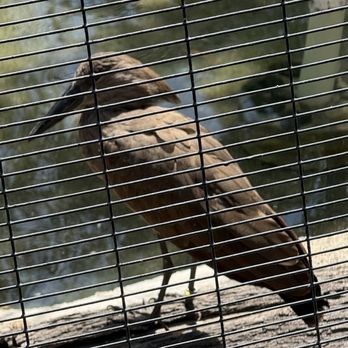 Oakland Zoo - Bird! - Zoos Near Me - Oakland, California