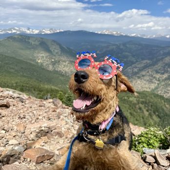 Hike Doggie - Pet Transportation Near Me