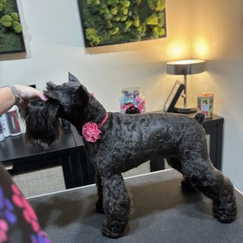 The Woof Grooming - Pet Groomers Near Me The Woof Grooming - Pet Groomers Near Me