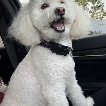 Chino's Caring Kennel - Dash - Pet Groomers Near Me - Chino, California Chino's Caring Kennel - Dash - Pet Groomers Near Me - Chino, California