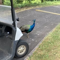 Makalei Golf Club - 9 hole be the tee box , but these beautiful birds are everywhere on the course.