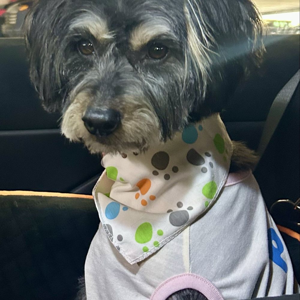 Pet Beloved - Pet Groomers Near Me - San Diego, California Pet Beloved - Pet Groomers Near Me - San Diego, California