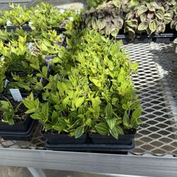 Boehler's Greenhouse