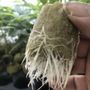Photo of West Coast Clones