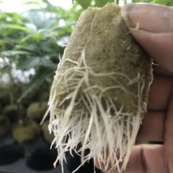 West Coast Clones