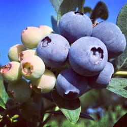Champney's Blueberry Farm - Photo taken from their Facebook page