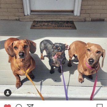 Sally's Way Dog Services - Pet Training Near Me - Alexandria, Virginia