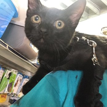 Andersen's Pet Shop - Blackbear enjoyed checking out the cat section & watching the birds & fish - Pet Stores Near Me - Montrose, California