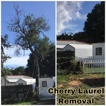 Champion Tree Care - Tree Services Near Me Champion Tree Care - Tree Services Near Me