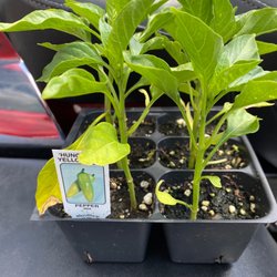 Shrubs-N-Stuf - Hungarian pepper
