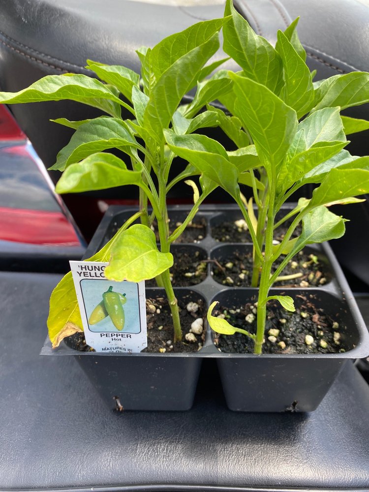 SHRUBSNSTUF Updated November 2024 5780 Library Rd, Bethel Park