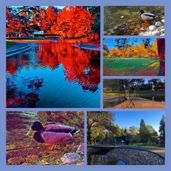 Arlington Park - Montage of images from Arlington Park