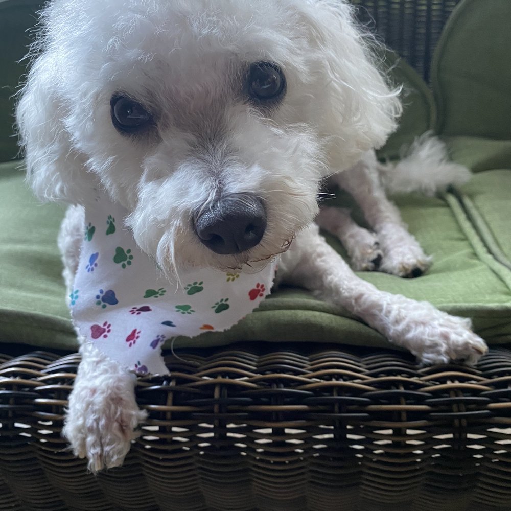 Cindy's Pampered Pets - Her uneven haircut burns on her nose between her eyes. Miserable dog. - Pet Groomers Near Me - Melbourne, Florida Cindy's Pampered Pets - Her uneven haircut burns on her nose between her eyes. Miserable dog. - Pet Groomers Near Me - Melbourne, Florida