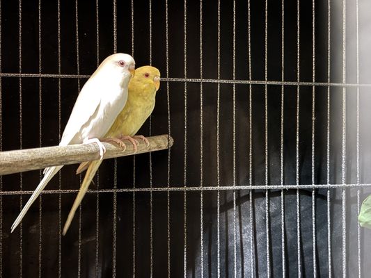 Pete’s Pet Supply by null