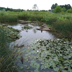 Highlands Park - Wetland view with ducks