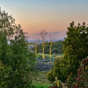 Green Tree - Tree Services Near Me - Escondido, California Green Tree - Tree Services Near Me - Escondido, California