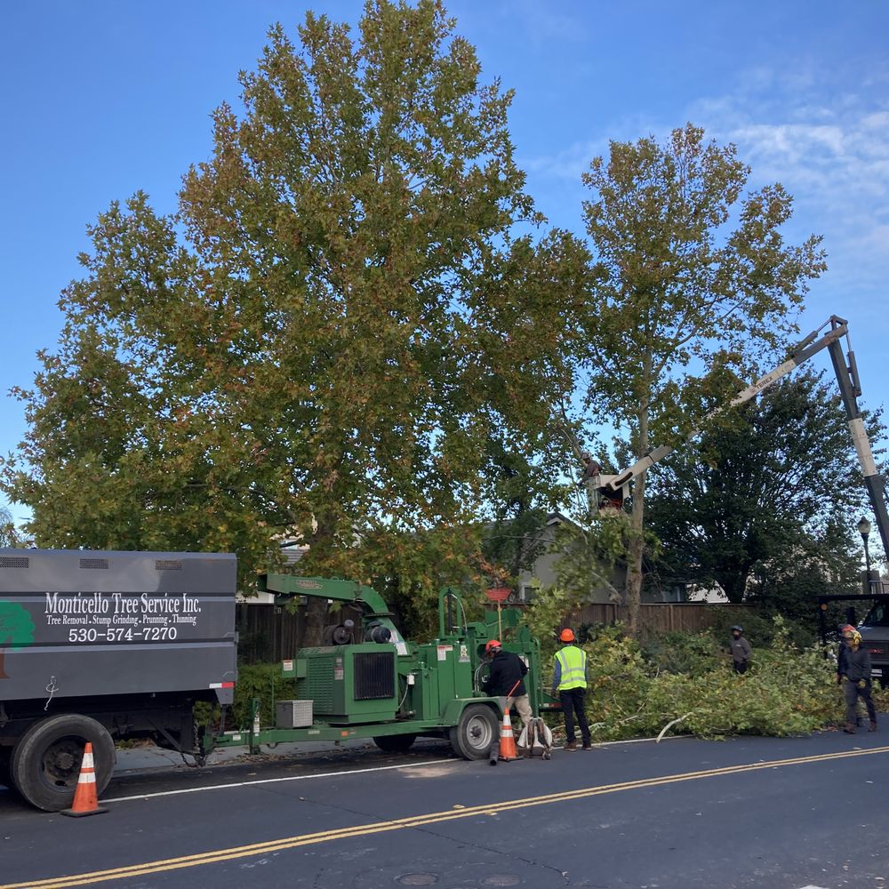 Monticello Tree Service - Large chipper that can handle complete tree including trunk. - Tree Services Near Me Monticello Tree Service - Large chipper that can handle complete tree including trunk. - Tree Services Near Me