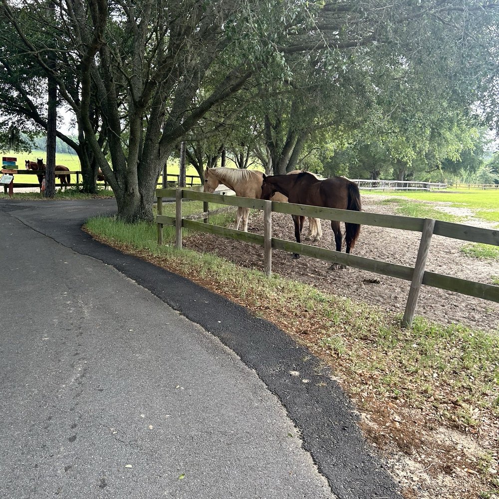 Light and dark brown horses Light and dark brown horses