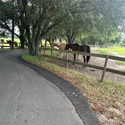 Light and dark brown horses Light and dark brown horses