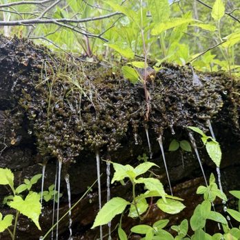 Black Balsam Knob - Hiking Near Me - NC, North Carolina