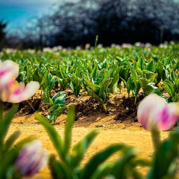 Texas-Tulips - Nurseries & Gardening Near Me - Pilot Point, Texas