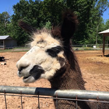 Zootastic Park - Llama - Zoos Near Me - Troutman, North Carolina Zootastic Park - Llama - Zoos Near Me - Troutman, North Carolina