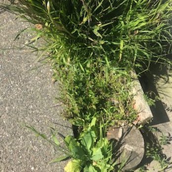 MCC Building Maintenance - weeds - Carpet Cleaning Near Me - Novato, California