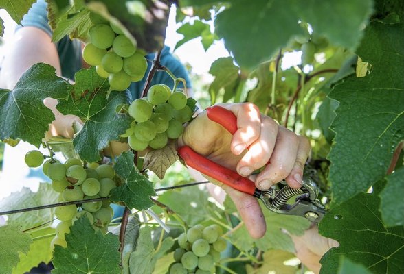 Jerome's U-Pick Fruit Farm by null