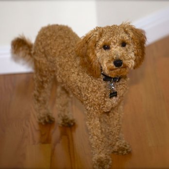 Spectrum Canine - "Buster" - Pet Training Near Me