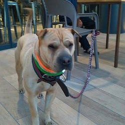 Confiteria San Rafael - Celebración del 5 cumpleaños de mi niño perrito Yako