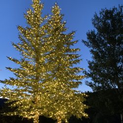 Bloomingvails - We light trees outside too!