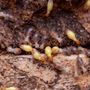 Photo of Aardvark Pest Pro