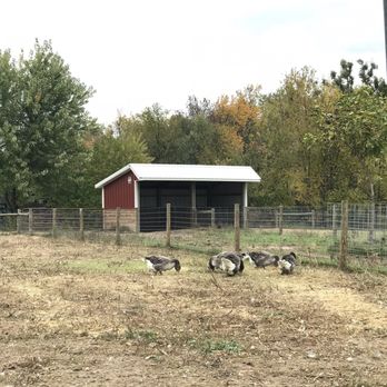 Waldoch Farm - The HUGE looking goose that I have no idea what they are! - Nurseries & Gardening Near Me - Lino Lakes, Minnesota Waldoch Farm - The HUGE looking goose that I have no idea what they are! - Nurseries & Gardening Near Me - Lino Lakes, Minnesota